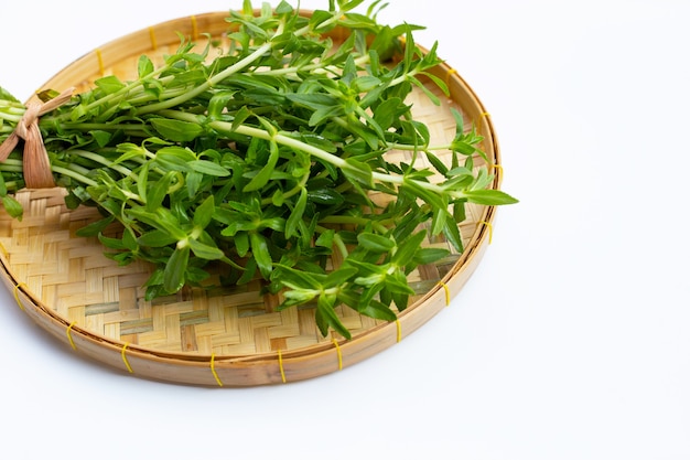 Fresh paddy rice herb isolated