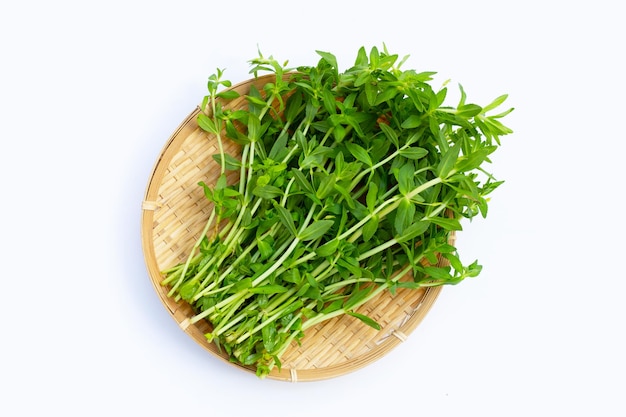 Fresh paddy rice herb on white background.