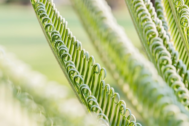 Fresh palm leaf Abstract green background Selective focus