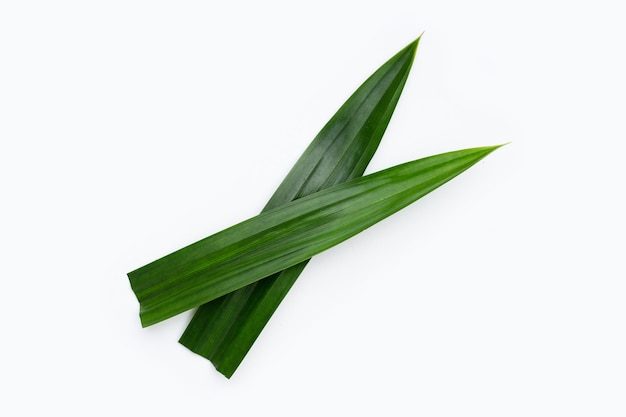 Fresh pandan leaves on white background