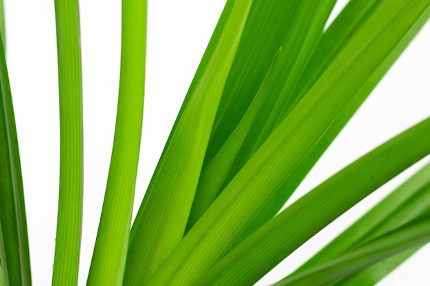 Fresh pandan leaves on white background