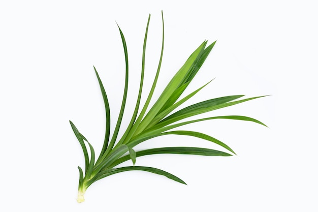 Fresh pandan leaves on white background