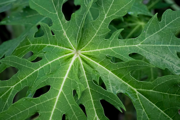 Fresh papaya green leaf texture patterns