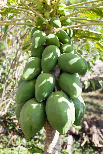 Fresh papaya tree with bunch of fruits