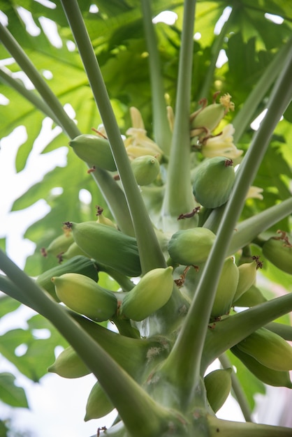 Fresh papaya tree