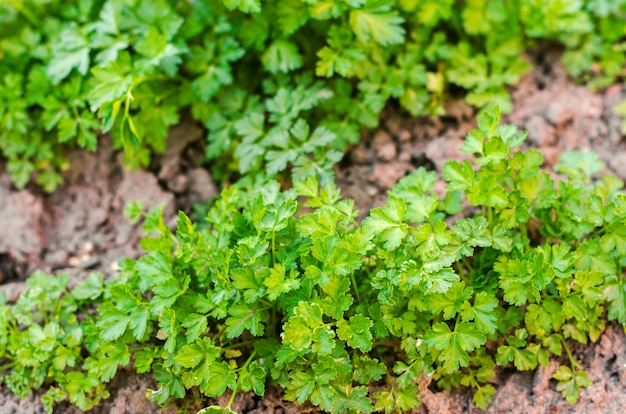 Fresh parsley in the garden, growing in rows. 