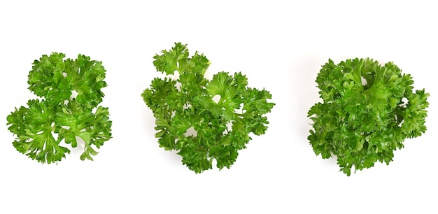 Fresh parsley herb isolated on white background