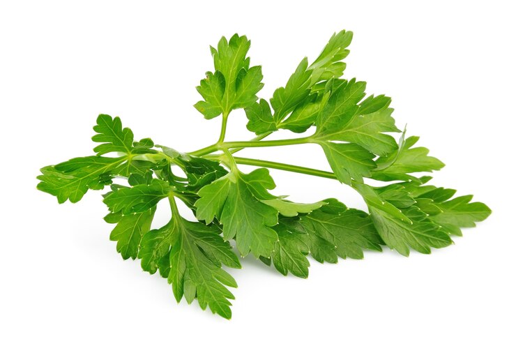 Fresh parsley herb isolated on white