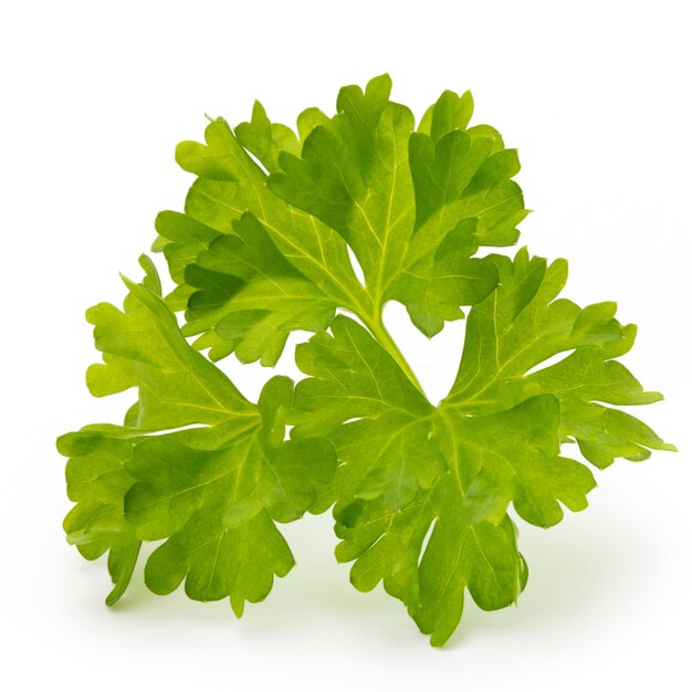 Fresh parsley herb leaves isolated on white