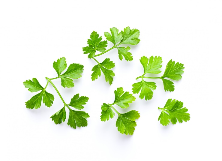 Photo fresh parsley herb on white wall. 