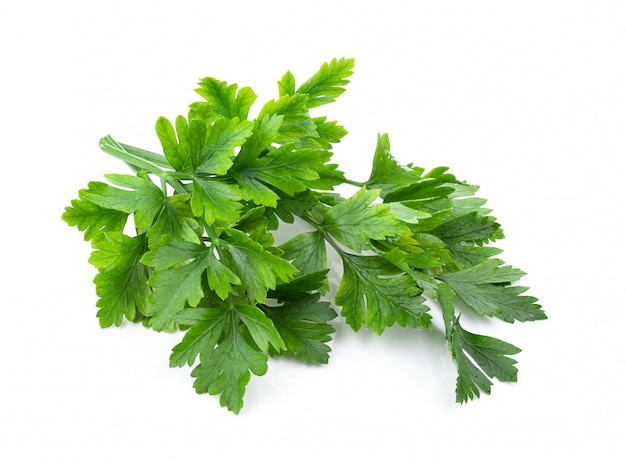 Fresh parsley herb on white wall. 