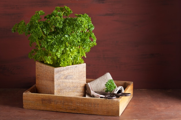 Fresh parsley herb in wooden pot