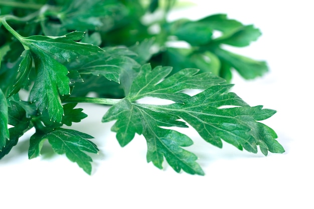 Fresh parsley isolated, fresh vegetable.