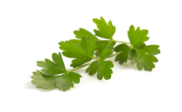 Fresh parsley isolated on white background