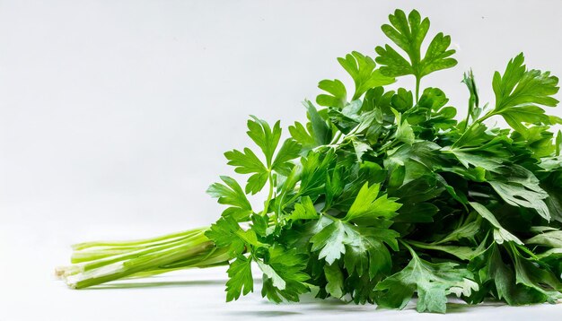 Fresh parsley isolated on WHITE background