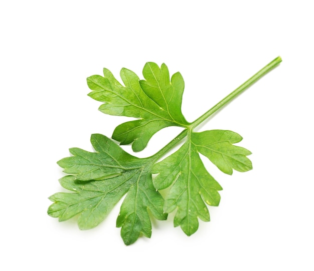 Fresh parsley isolated on white