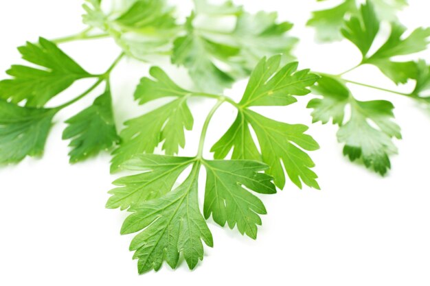 Fresh parsley isolated on white