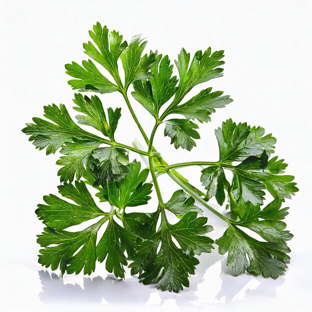 Photo fresh parsley isolated