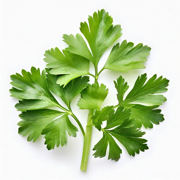 Photo fresh parsley isolated