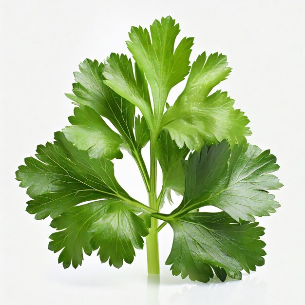 Fresh parsley isolated