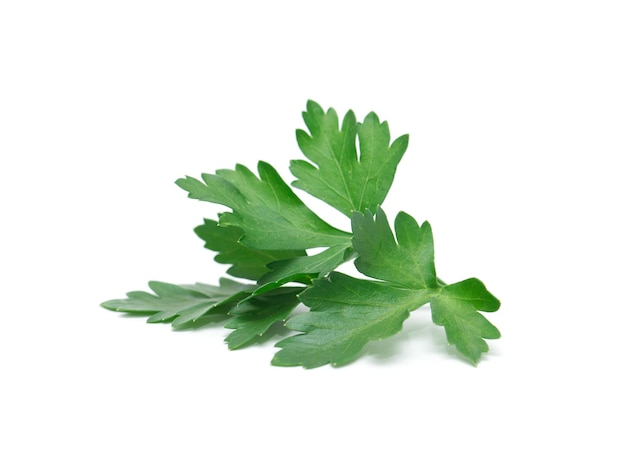 Fresh parsley leaf Parsley leaf isolated on white