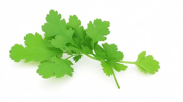 Fresh Parsley Leaves on a Clean White Background