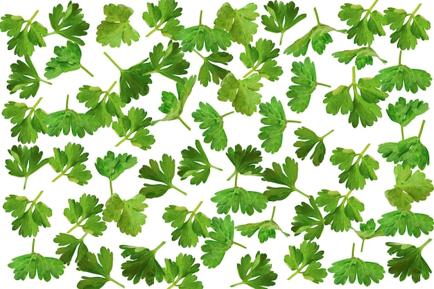 Fresh parsley leaves isolated on white background