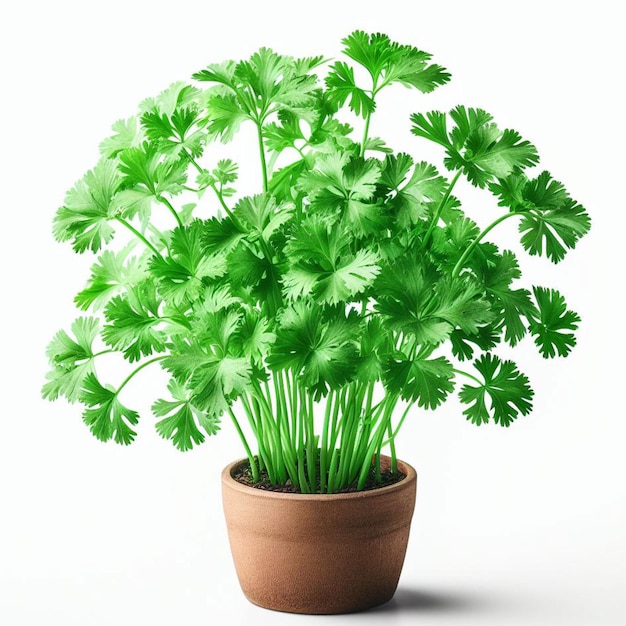 Photo fresh parsley plant in pot and tree other plant in pot