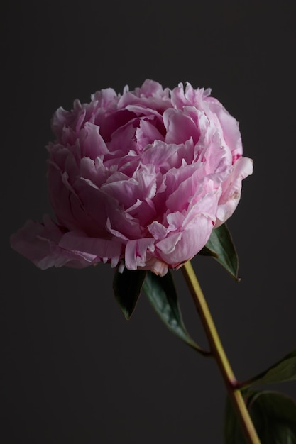 Fresh Pastel colored Pink peony in full bloom with dark background