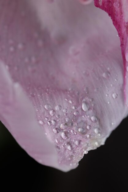 Fresh Pastel colored Pink peony in full bloom with dark background