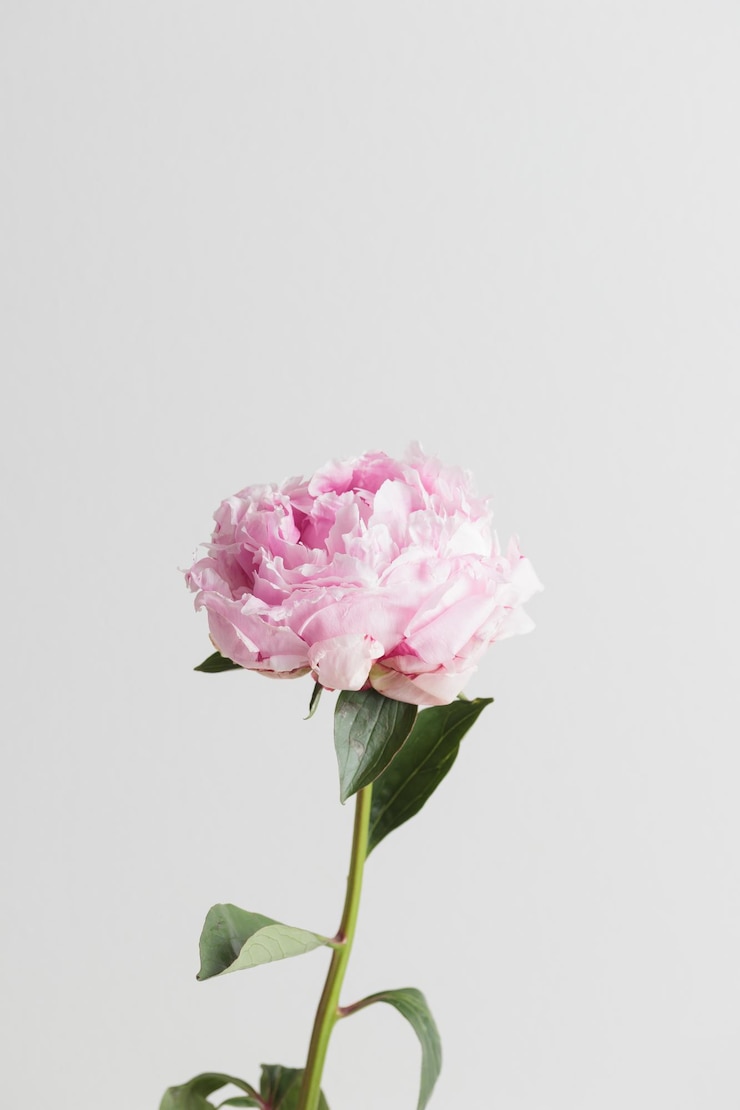 Photo fresh pastel colored pink peony in full bloom with white background