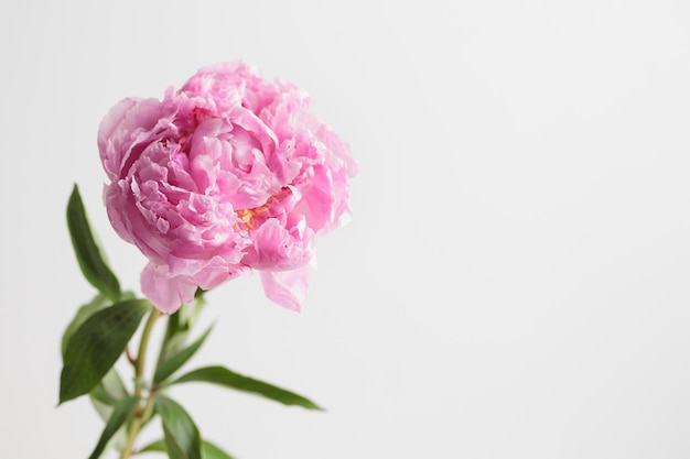 Foto fresco color pastello rosa peonia in piena fioritura con sfondo bianco