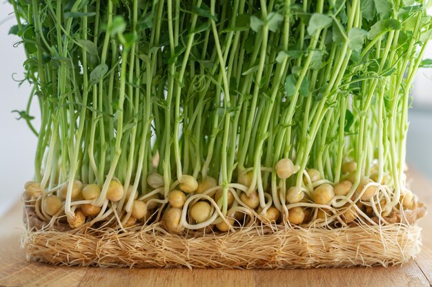 Fresh pea microgreen sprouts