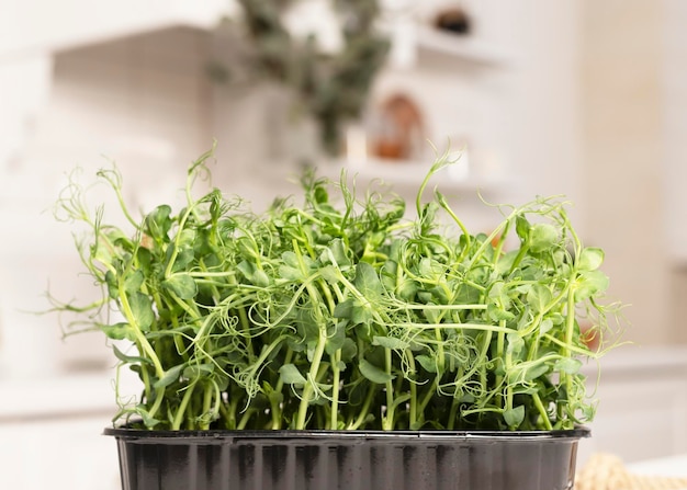 Photo fresh pea microgreens tops healthy eating and urban farming concept photo