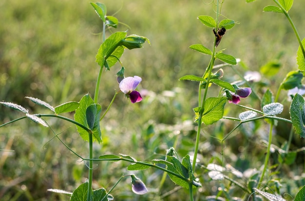 冬の朝の農地に花が咲く新鮮なエンドウ豆の植物