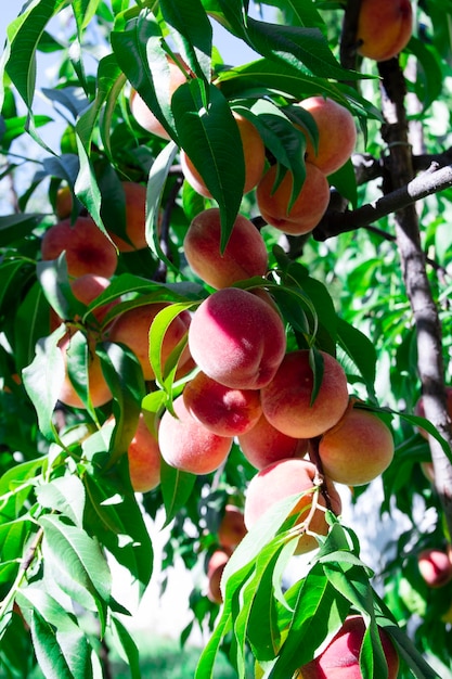 Fresh peaches on the tree summer fruit fruit