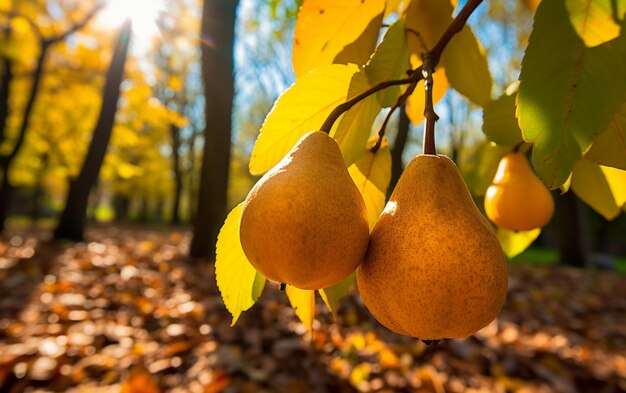 fresh pears fruit