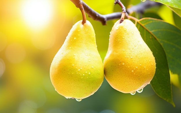 fresh pears fruit