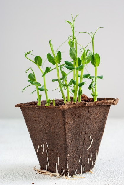 Fresh peas microgreen sprouts in organic box