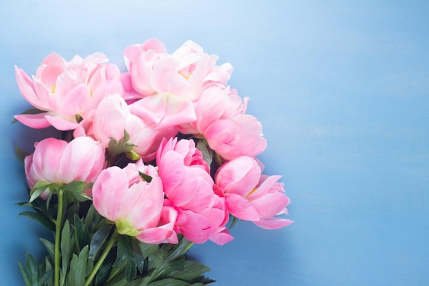 Fresh peonies on blue