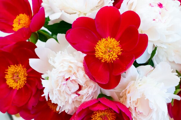 Fresh peony flowers background