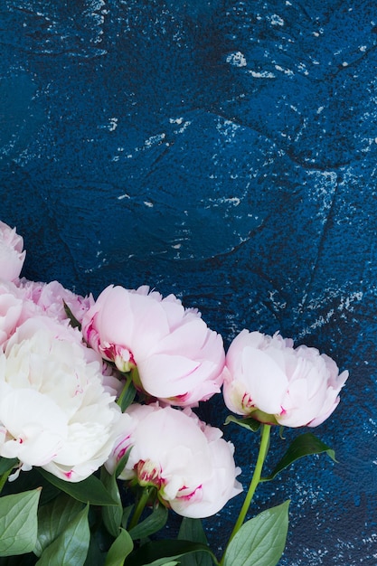 Fresh peony flowers close up on dark blue background