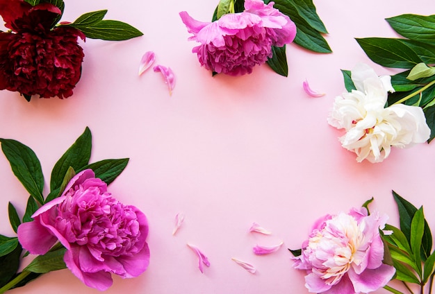 Fresh peony flowers frame with copy space on pastel pink background, flat lay.