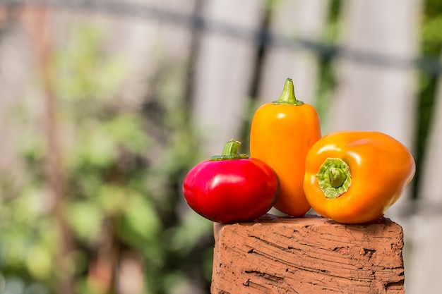 Fresh pepper crop in the garden