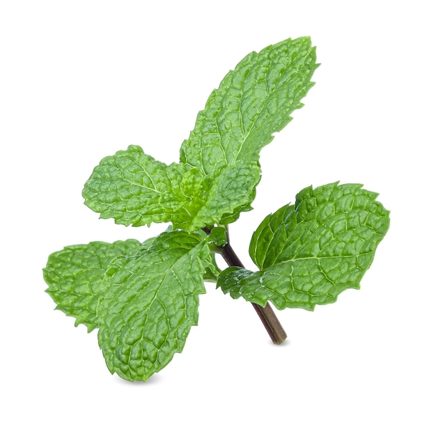 Fresh Peppermint leaves isolated on white