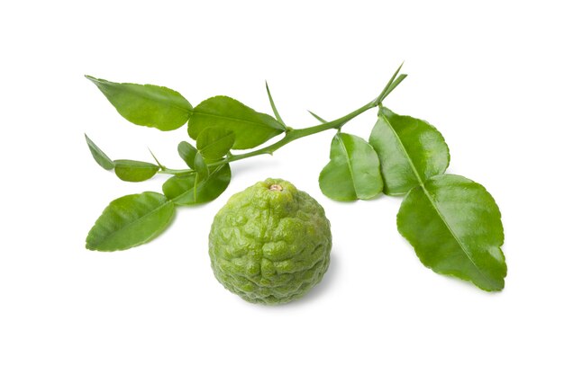 Photo fresh picked kaffir lime and a twig of leaves isolated on white background close up