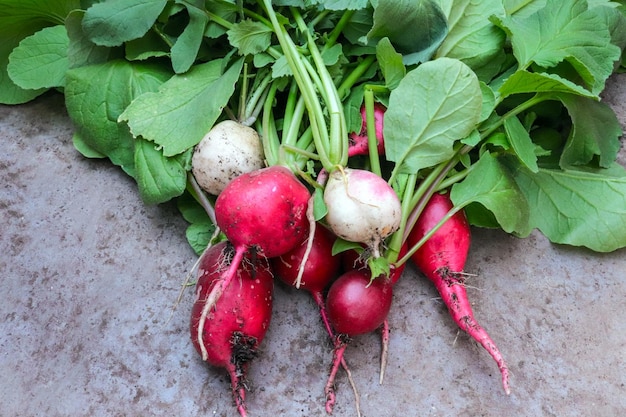 Fresh picked pink Radish with green leaves on concrete background Premium Photo