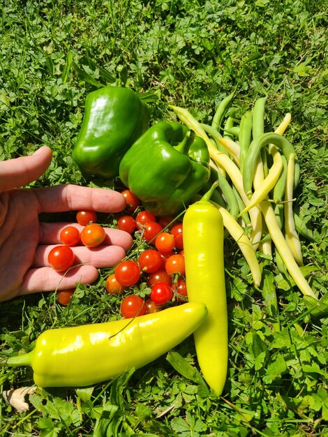 Photo fresh picked vegetables