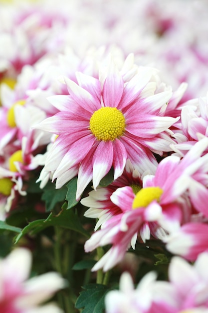 Fresh pink flower 