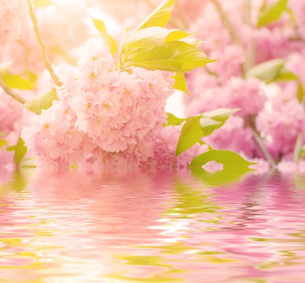 Fresh pink flowers of sakura growing in the garden natural spring outdoor background with water reflection